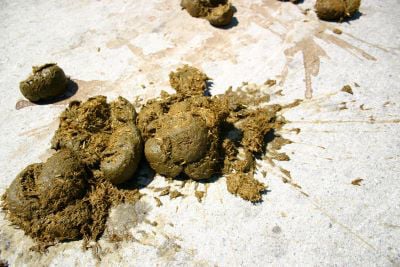 horse poo